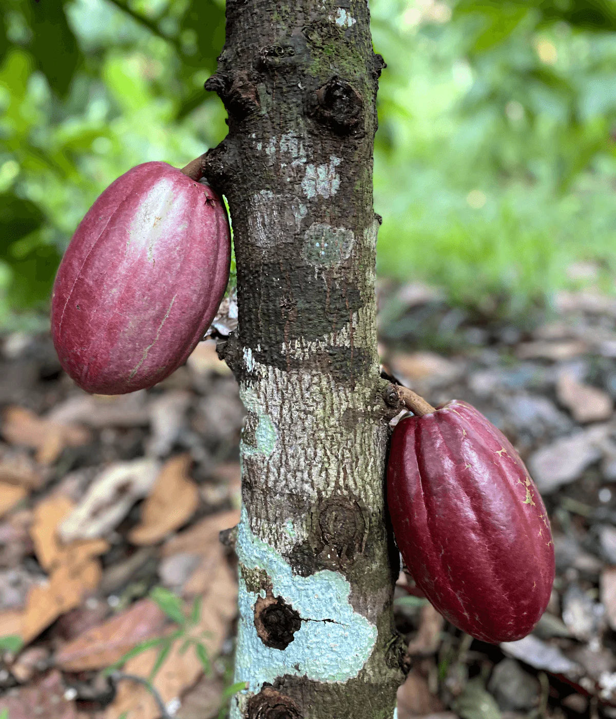 Esmeraldas, Ecuador 70%